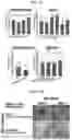 Fig. 33 - CONDITIONING AGENTS FOR USE IN ALLOGENEIC HEMATOPOETIC STEM CELL TRANSPLANTATION