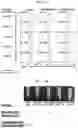 Fig. 37 - CONDITIONING AGENTS FOR USE IN ALLOGENEIC HEMATOPOETIC STEM CELL TRANSPLANTATION