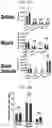 Fig. 41 - CONDITIONING AGENTS FOR USE IN ALLOGENEIC HEMATOPOETIC STEM CELL TRANSPLANTATION