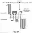 Fig. 09 - ABCB5(+) STEM CELLS FOR TREATING OCULAR DISEASE