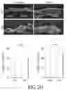 Fig. 15 - ABCB5(+) STEM CELLS FOR TREATING OCULAR DISEASE