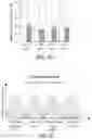 Fig. 18 - ABCB5(+) STEM CELLS FOR TREATING OCULAR DISEASE