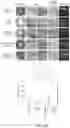 Fig. 19 - ABCB5(+) STEM CELLS FOR TREATING OCULAR DISEASE