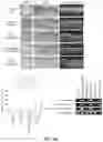 Fig. 20 - ABCB5(+) STEM CELLS FOR TREATING OCULAR DISEASE