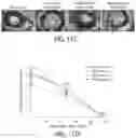 Fig. 29 - ABCB5(+) STEM CELLS FOR TREATING OCULAR DISEASE