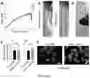 Fig. 03 - NANOFIBROUS ENCAPSULATION DEVICE FOR SAFE DELIVERY OF THERAPEUTIC AGENTS