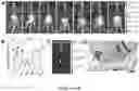 Fig. 11 - NANOFIBROUS ENCAPSULATION DEVICE FOR SAFE DELIVERY OF THERAPEUTIC AGENTS