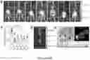 Fig. 12 - NANOFIBROUS ENCAPSULATION DEVICE FOR SAFE DELIVERY OF THERAPEUTIC AGENTS
