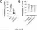 Fig. 28 - NANOFIBROUS ENCAPSULATION DEVICE FOR SAFE DELIVERY OF THERAPEUTIC AGENTS