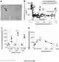 Fig. 29 - NANOFIBROUS ENCAPSULATION DEVICE FOR SAFE DELIVERY OF THERAPEUTIC AGENTS