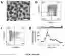 Fig. 33 - NANOFIBROUS ENCAPSULATION DEVICE FOR SAFE DELIVERY OF THERAPEUTIC AGENTS