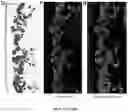 Fig. 37 - NANOFIBROUS ENCAPSULATION DEVICE FOR SAFE DELIVERY OF THERAPEUTIC AGENTS