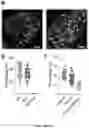 Fig. 38 - NANOFIBROUS ENCAPSULATION DEVICE FOR SAFE DELIVERY OF THERAPEUTIC AGENTS