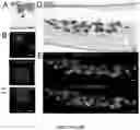 Fig. 41 - NANOFIBROUS ENCAPSULATION DEVICE FOR SAFE DELIVERY OF THERAPEUTIC AGENTS