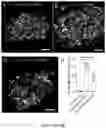 Fig. 46 - NANOFIBROUS ENCAPSULATION DEVICE FOR SAFE DELIVERY OF THERAPEUTIC AGENTS