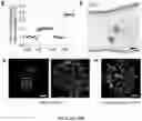 Fig. 48 - NANOFIBROUS ENCAPSULATION DEVICE FOR SAFE DELIVERY OF THERAPEUTIC AGENTS