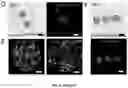 Fig. 56 - NANOFIBROUS ENCAPSULATION DEVICE FOR SAFE DELIVERY OF THERAPEUTIC AGENTS