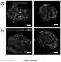 Fig. 57 - NANOFIBROUS ENCAPSULATION DEVICE FOR SAFE DELIVERY OF THERAPEUTIC AGENTS