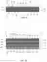 Fig. 07 - ENRICHED MULTILAYER AMNION DERIVED TISSUE GRAFT