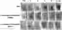 Fig. 01 - LACTOBACILLUS FERMENTUM WIKIM0102 HAVING ANTICANCER ACTIVITY AND COMPOSITION COMPRISING SAME AS ACTIVE INGREDIENT
