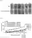 Fig. 08 - LACTOBACILLUS FERMENTUM WIKIM0102 HAVING ANTICANCER ACTIVITY AND COMPOSITION COMPRISING SAME AS ACTIVE INGREDIENT