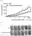 Fig. 09 - LACTOBACILLUS FERMENTUM WIKIM0102 HAVING ANTICANCER ACTIVITY AND COMPOSITION COMPRISING SAME AS ACTIVE INGREDIENT