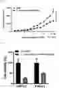 Fig. 10 - LACTOBACILLUS FERMENTUM WIKIM0102 HAVING ANTICANCER ACTIVITY AND COMPOSITION COMPRISING SAME AS ACTIVE INGREDIENT