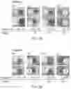 Fig. 05 - PHARMACEUTICAL DELIVERY COMPOSITIONS AND USES THEREOF
