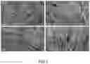 Fig. 02 - USE OF MORCHELLA ACTIVE SUBSTANCE