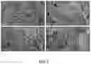 Fig. 03 - USE OF MORCHELLA ACTIVE SUBSTANCE