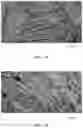 Fig. 02 - Method for improving sarcopenia by using 