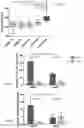 Fig. 05 - HYALURONIC ACID STABILIZER