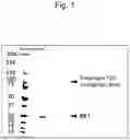 Fig. 02 - POLYETHYLENE GLYCOL-MODIFIED FORM OF HEPATOCYTE GROWTH FACTOR OR ACTIVE FRAGMENT THEREOF