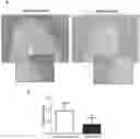 Fig. 01 - SELF-ASSEMBLING VEGF NANOPARTICLES