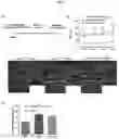 Fig. 02 - SELF-ASSEMBLING VEGF NANOPARTICLES