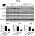 Fig. 06 - MATERIALS AND METHODS FOR MODULATING GLUCOSE UPTAKE