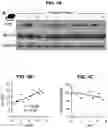 Fig. 07 - MATERIALS AND METHODS FOR MODULATING GLUCOSE UPTAKE