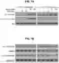 Fig. 09 - MATERIALS AND METHODS FOR MODULATING GLUCOSE UPTAKE