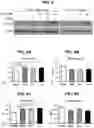 Fig. 10 - MATERIALS AND METHODS FOR MODULATING GLUCOSE UPTAKE