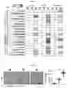 Fig. 08 - COMPOSITION AND METHODS FOR MODULATION OF ELOVL2