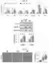 Fig. 10 - COMPOSITION AND METHODS FOR MODULATION OF ELOVL2
