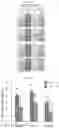 Fig. 25 - COMPOSITION AND METHODS FOR MODULATION OF ELOVL2