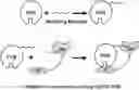 Fig. 01 - METHODS AND COMPOSITIONS RELATED TO IMPROVED FACTOR VIII LONG HALF-LIFE COAGULATION COMPLEXES