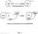 Fig. 02 - METHODS AND COMPOSITIONS RELATED TO IMPROVED FACTOR VIII LONG HALF-LIFE COAGULATION COMPLEXES