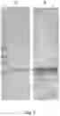 Fig. 03 - SEA LICE VACCINES