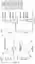 Fig. 09 - Modulation of proprotein convertase subtilisin/kexin 9 expression (PCSK9) with HSP 27 and/or HSP25