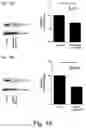 Fig. 19 - Modulation of proprotein convertase subtilisin/kexin 9 expression (PCSK9) with HSP 27 and/or HSP25