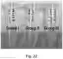 Fig. 26 - Modulation of proprotein convertase subtilisin/kexin 9 expression (PCSK9) with HSP 27 and/or HSP25