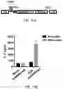 Fig. 12 - H3.3 CTL PEPTIDES AND USES THEREOF