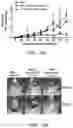 Fig. 17 - H3.3 CTL PEPTIDES AND USES THEREOF